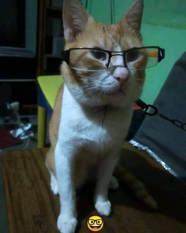 PunchingCat's tweet photo. https://t.co/arq61ErIHP