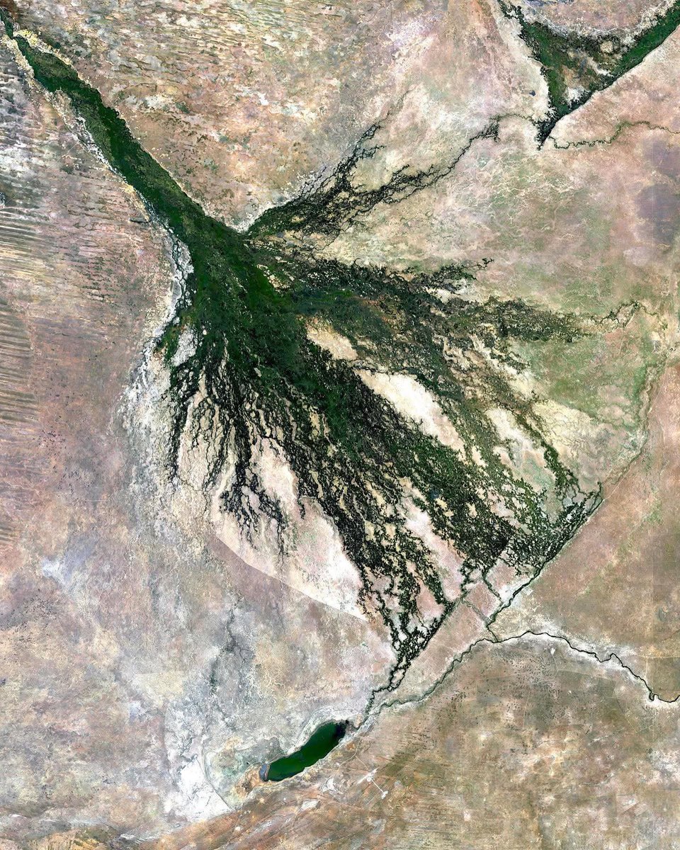 NestorSiurana's tweet photo. Esta locura es el Delta del Okavango,  en Botsuana.

Todo un milagro geográfico visible desde el espacio que desafía la aridez de África ydel planeta.

La vista satelital es increíble. Es una inmensa mancha verde que late en mitad del desierto.

De hecho, es una de las pocas formarciones naturales visibles desde el espacio exterior.

Desde la perspectiva de un astronauta en la Estación Espacial Internacional, el sur del continente africano despliega una vasta alfombra de tonos ocres y rojizos dominada por el desierto del Kalahari.

Sin embargo, en medio de esta inmensidad árida, destaca una espectacular red ramificada de color verde esmeralda y azul profundo.

Es el Delta del Okavango, una de las pocas estructuras fluviales del planeta que no desemboca en el mar, sino que vierte sus aguas directamente en las arenas sedientas de Botsuana, creando un oasis laberíntico que desafía toda lógica geográfica.

La inmensidad de este ecosistema se comprende mejor a través de los ojos de los satélites.

Cada año, las lluvias que caen en las tierras altas de Angola viajan durante meses para alimentar el río Okavango.

Cuando este torrente llega a Botsuana, se topa con las fallas geológicas del terreno y se divide en miles de canales, lagunas e islas temporales.

Desde el espacio, este proceso parece el latido de un corazón verde: el delta se expande y se contrae de forma constante, duplicando su tamaño durante la época de inundación hasta superar los 15.000 kilómetros cuadrados de superficie.

Este pulso acuático es el motor de una de las mayores concentraciones de vida salvaje del mundo.

Las imágenes satelitales infrarrojas revelan cómo la vegetación florece de golpe, transformando un páramo seco en un edén hiperactivo.

Elefantes, hipopótamos, cocodrilos y cientos de especies de aves migratorias dependen de este laberinto líquido.

Visto desde el cosmos, el Okavango no es solo un paisaje hermoso; es un testimonio visual de cómo el agua puede transformar la hostilidad de la tierra en un refugio vibrante para la biodiversidad, recordándonos la asombrosa y frágil interconexión de nuestro planeta.