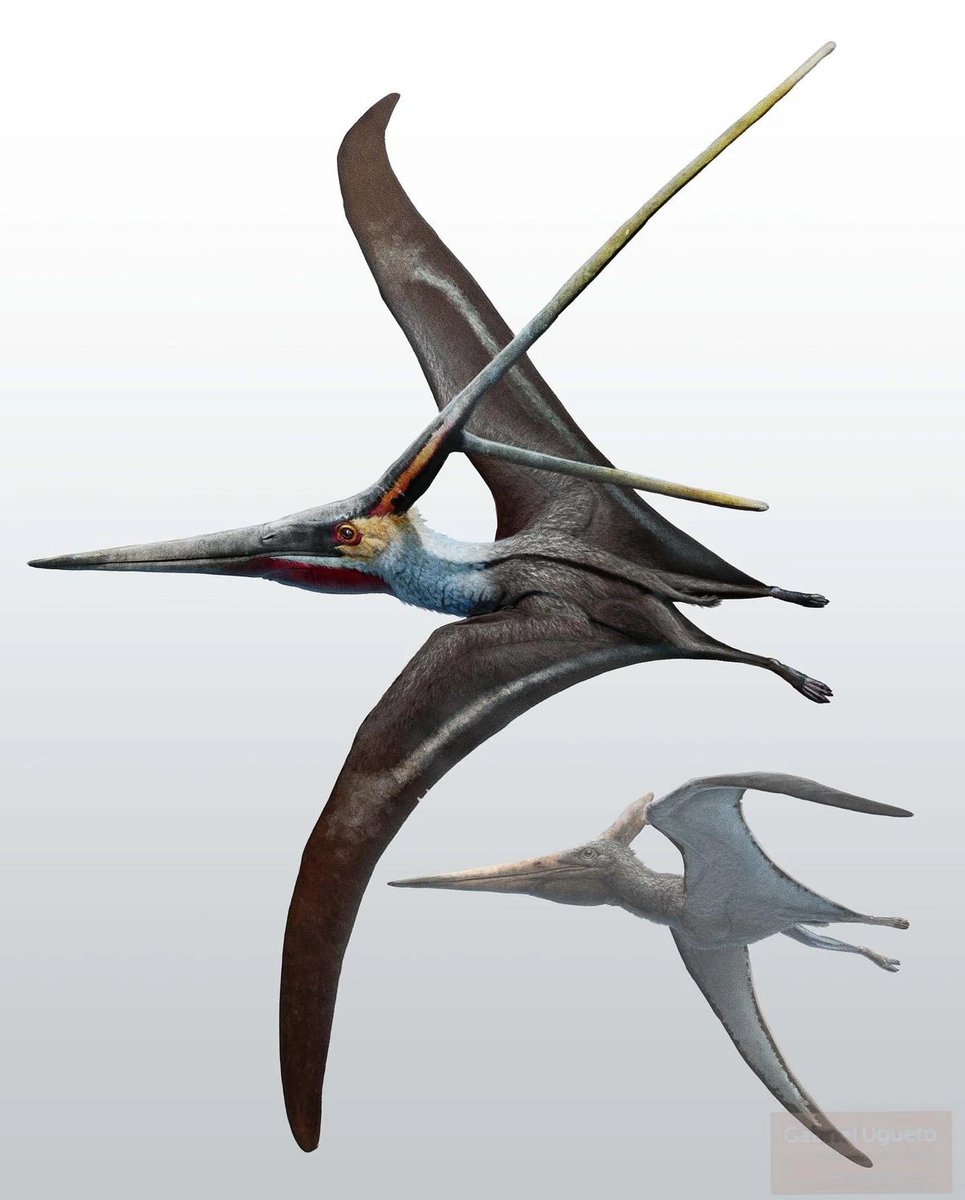 Paleonyx_Art's tweet photo. Been thinking about what I'd want from an Aviary update/DLC lately too:

DLC species
-Rhamphorhynchus
-Nyctosaurus
-Coelurosauravus

Returning species
-Jeholopterus 

Changes
-Varied pterosaur diets
-Social animations
-Giant Aviaries
-Returning JWE1 Aviary https://t.co/PIB1YpnAHF