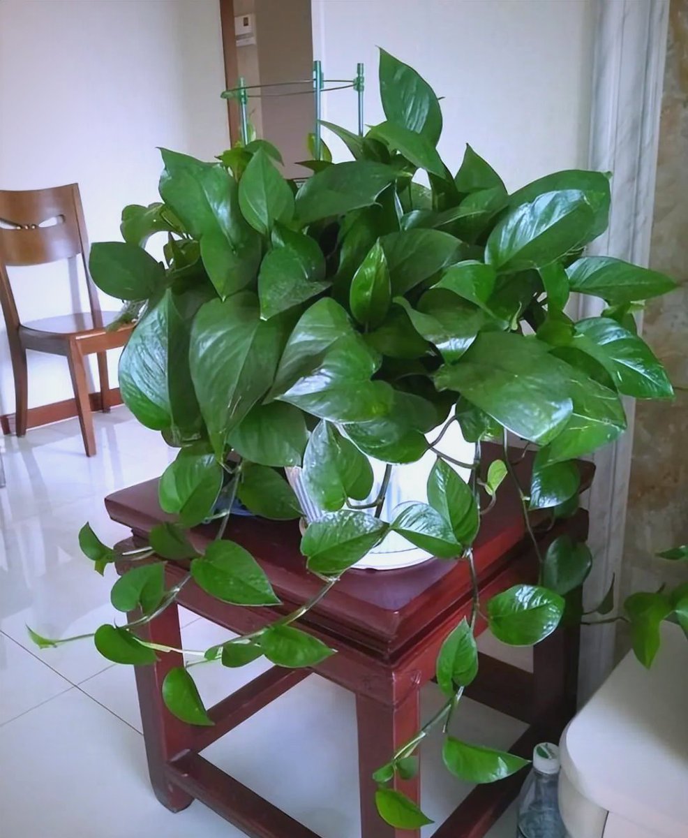 jooni_may's tweet photo. Keep your pothos thriving in bright indirect light and water only when the top 2 inches of soil feel dry—your green buddy will thank you!， https://t.co/GbRSFAHR6M