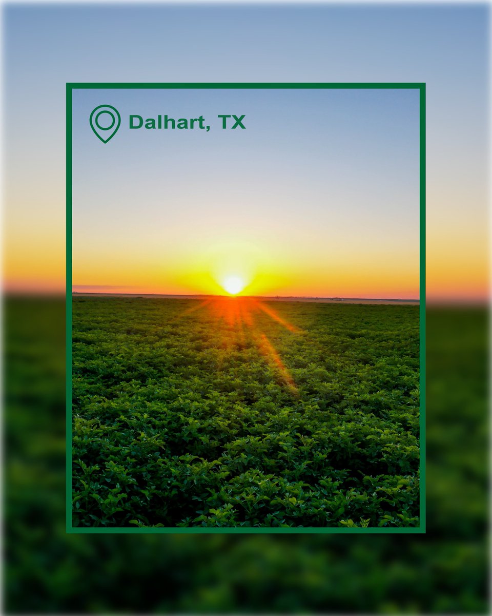 css_farms's tweet photo. No two farms look the same, but they're all
part of the same story. Here's a glimpse from across
CSS Farms. https://t.co/iVzmyIhCFC