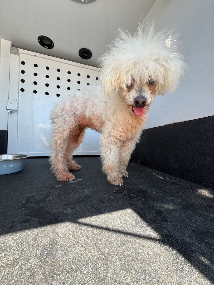SP_Police's tweet photo. #SantaPaula do you know who I belong to? I was found wandering along the 200 block of Beckwith Road. If you know whose I am, please call our non-emergency line, 805-525-4474. https://t.co/wz7r6kmjqy
