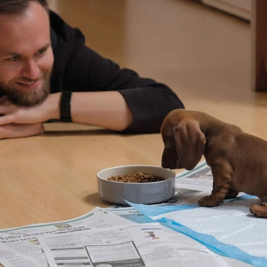 salsichinhas's tweet photo. "Não quero saber de cachorro dentro de casa"

Duas semanas depois: https://t.co/wVhRuJOR71