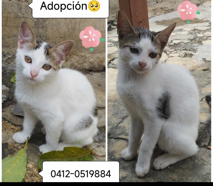 Hospedajeanimal's tweet photo. En adopción responsable en Barquisimeto estas 2 gaticas de 3 meses, TODA INFORMACIÓN AL TELÉFONO 0412-0519884. https://t.co/cjSLbWLdH4