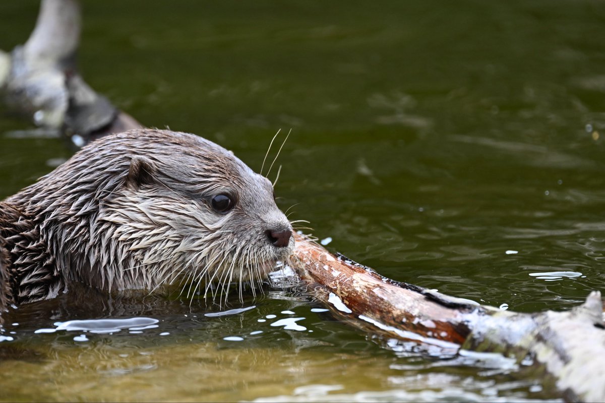 Evy316's tweet photo. Otters https://t.co/PwI7HmmGAZ