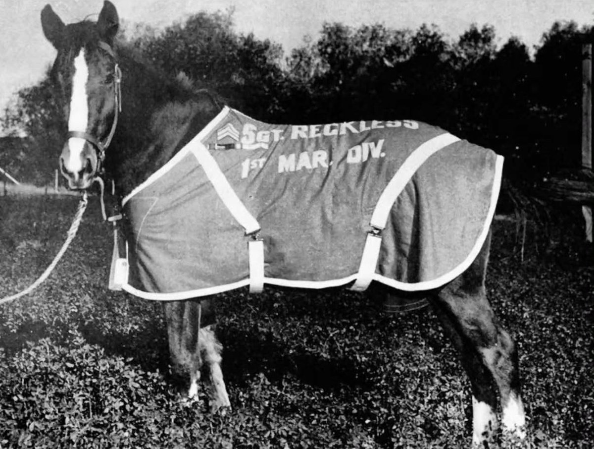 historyinmemes's tweet photo. Sergeant Reckless was a horse who served with the U.S. Marines during the Korean War. She could carry ammunition across the battlefield on her own without a handler, instinctively took cover during enemy fire, and earned two Purple Hearts for her remarkable service and bravery.

Purchased in South Korea for $250 in 1952, Sergeant Reckless was originally trained as a racehorse before the U.S. Marines bought her to transport ammunition. She quickly memorized supply routes, often making trips alone, instinctively taking cover during artillery fire, and even helping evacuate wounded Marines.

During the Battle of Outpost Vegas in March 1953, Reckless made 51 trips in a single day, carrying more than 9,000 pounds (4,100 kg) of ammunition over roughly 35 miles (56 km), much of it under intense enemy fire. Although wounded twice, she continued her missions without stopping.

The Marines treated Reckless as one of their own. She slept in their tents, ate alongside the men, and became famous for her unusual appetite, enjoying everything from scrambled eggs, bacon, candy bars, beer, and Coca-Cola to poker chips and even blankets.

After the war, Reckless was brought to the United States, where she received multiple promotions, eventually reaching the rank of Staff Sergeant. Awarded two Purple Hearts, the Marine Corps Good Conduct Medal, the Korean Service Medal with three bronze service stars, the United Nations Korea Medal, and many other honors, she remains one of the most decorated animals in U.S. military history.
