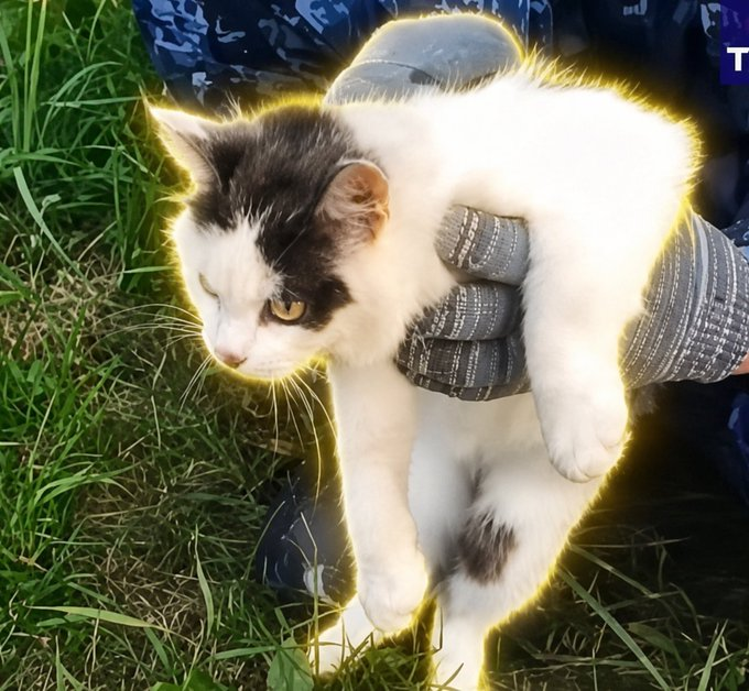 gatto tweet media