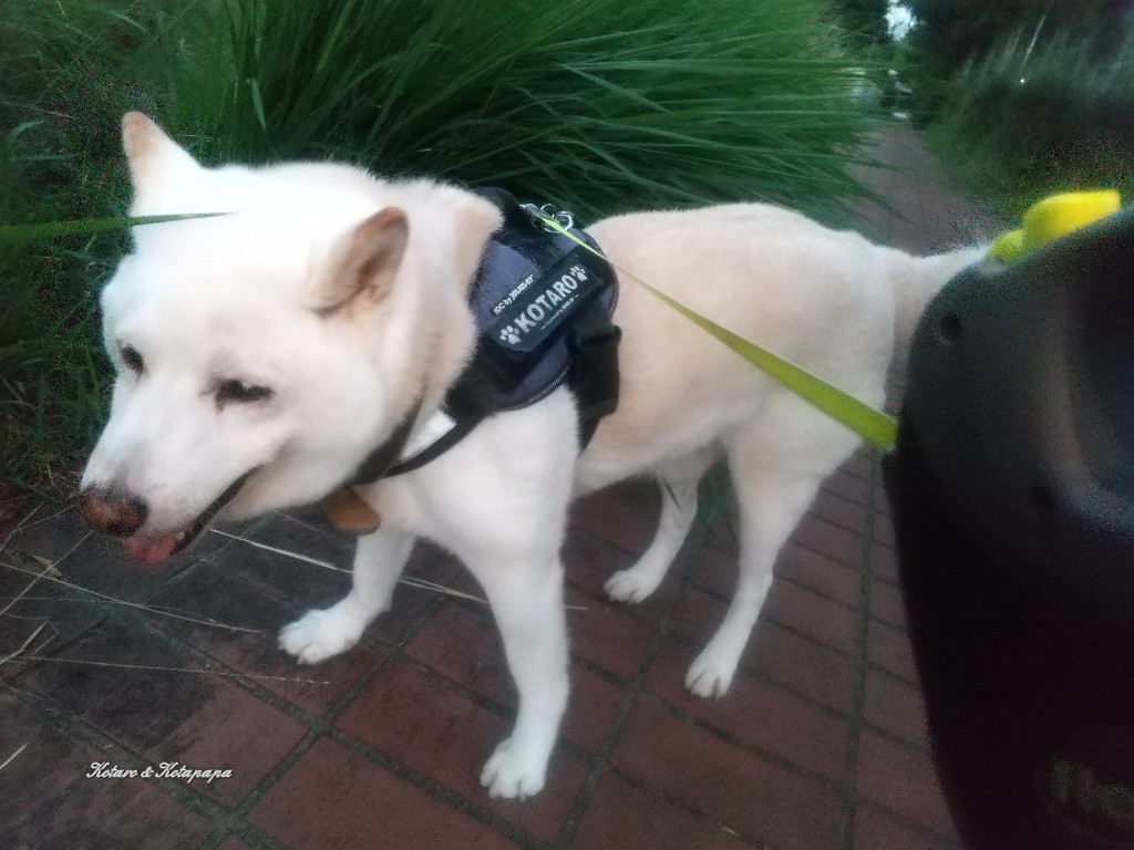 柴犬KOTARO&パパ tweet media