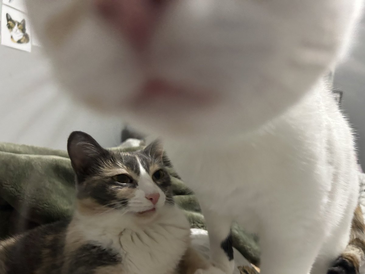 oreoeocat's tweet photo. https://t.co/oZWMo8bhOx