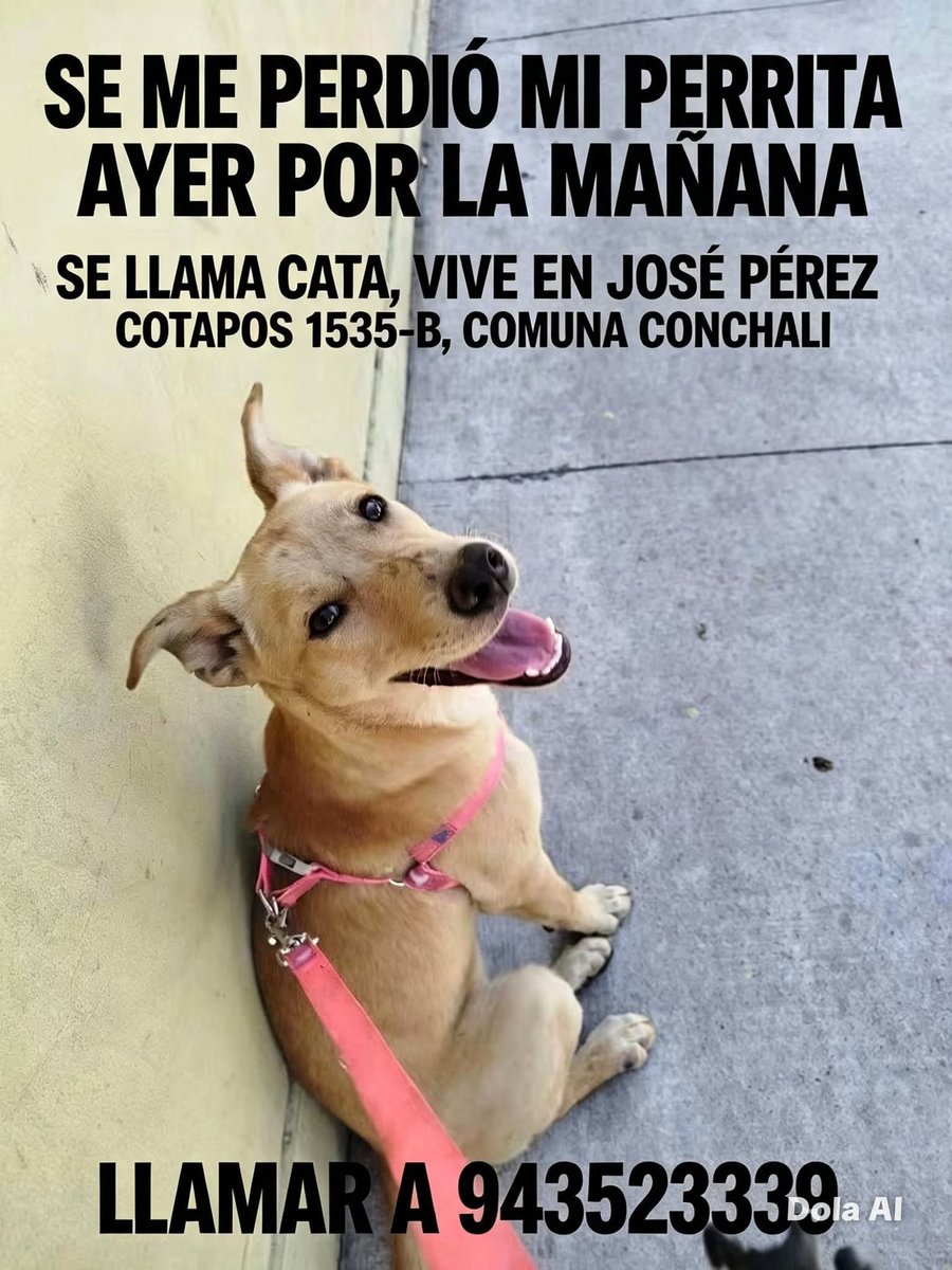 todopormiperro's tweet photo. https://t.co/JJBibJTzYG