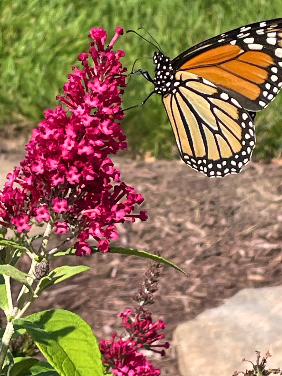 Z_Sams's tweet photo. The monarch butterflies are here 🙏🌿🦋💚 https://t.co/AUkeO2ujVf