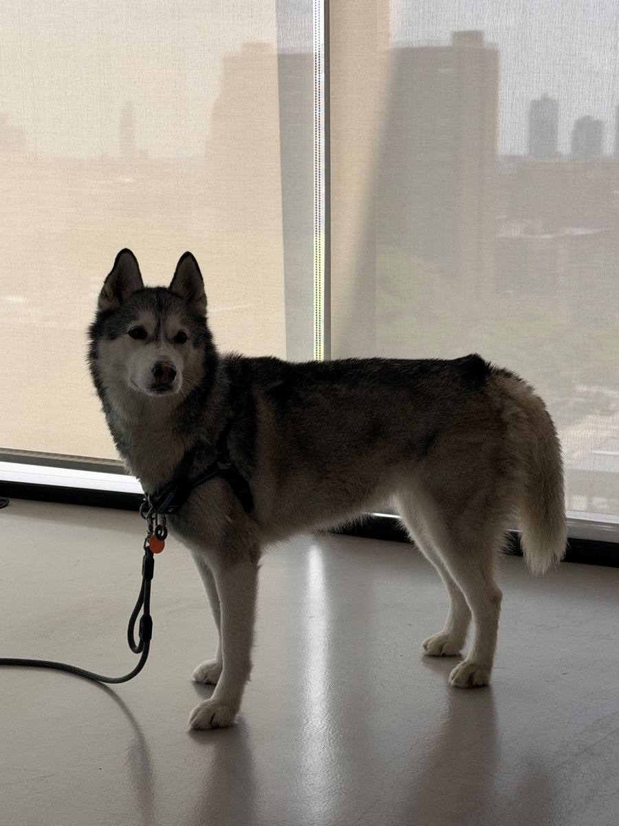 JupiterGacha's tweet photo. We're the Wolf of Solana https://t.co/saG9NDrr9n