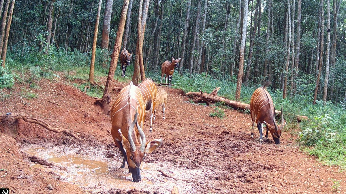 MaraElephant's tweet photo. How do you monitor one of the world's rarest antelopes? 

It starts with the dedicated rangers who hike through dense forests to maintain a network of camera traps. 

One of the mountain bongos regularly photographed by those cameras is F1, pictured here. She is easily recognized by her distinctive overlapping horns. By comparing each bongo's unique markings and features, the Mountain Bongo Project team can identify individuals, monitor their movements, build long-term records, and better understand Kenya's last remaining wild mountain bongos. 

This #WorldRangerDay, we're celebrating the people behind these sightings. If you'd like to thank the rangers protecting mountain bongos, you can leave them a message at the link below. Your note will be shared directly with Mountain Bongo Project teams and read aloud in the field. 

https://t.co/0L1hXJysgq