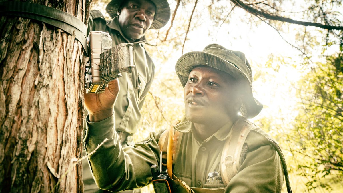 MaraElephant's tweet photo. How do you monitor one of the world's rarest antelopes? 

It starts with the dedicated rangers who hike through dense forests to maintain a network of camera traps. 

One of the mountain bongos regularly photographed by those cameras is F1, pictured here. She is easily recognized by her distinctive overlapping horns. By comparing each bongo's unique markings and features, the Mountain Bongo Project team can identify individuals, monitor their movements, build long-term records, and better understand Kenya's last remaining wild mountain bongos. 

This #WorldRangerDay, we're celebrating the people behind these sightings. If you'd like to thank the rangers protecting mountain bongos, you can leave them a message at the link below. Your note will be shared directly with Mountain Bongo Project teams and read aloud in the field. 

https://t.co/0L1hXJysgq