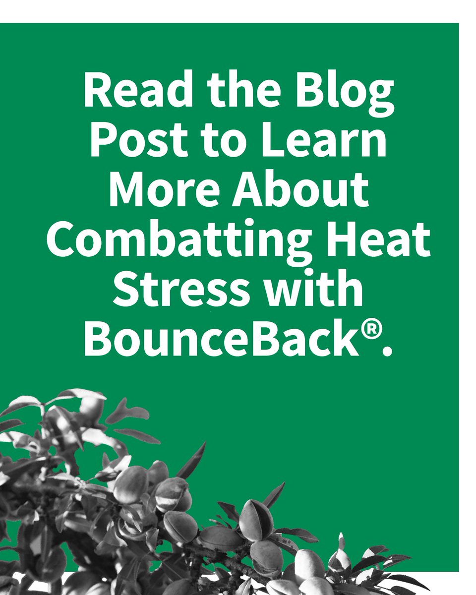 SumitomoBiostim's tweet photo. Prepare now and protect your crops from extreme heat in the forecast. As temperatures climb, we recommend BounceBack®, a calcium and nitrogen product built with Transit® biostimulant and plant extracts, designed for high nutrient mobility and uptake within the plant.

Learn more about BounceBack: https://t.co/Ue1ZK78vTh

#agriculture #agribusiness #biostimulants #biorationals #biologicals #farming