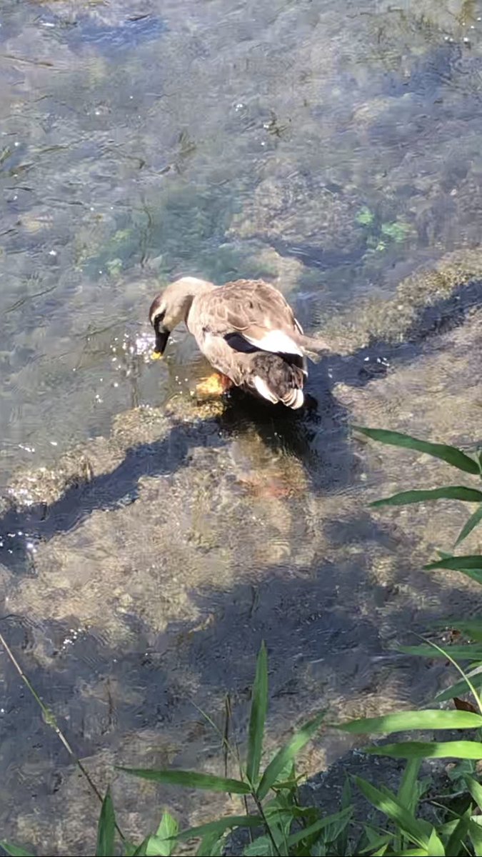 kinokohouse's tweet photo. cute ducks are grooming #birds #duck #river #nature #cute #wildlife #wal... https://t.co/0kNBccAqkq @YouTubeより https://t.co/NJ90mFwWTU