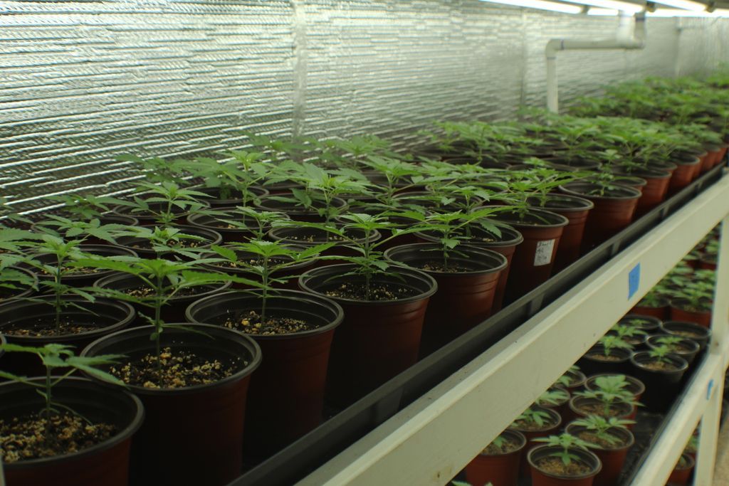 PureRootsB's tweet photo. Know your roots. 🌱

Every seed. Every harvest. Every step stays in-house, from seed to sale.

Here's a look behind the scenes at our latest harvest and the care that goes into every Pure Roots product.

#PureRootsBotanicals #KnowYourRoots #GetRooted #FromTheRoot https://t.co/ryoWPMfyna