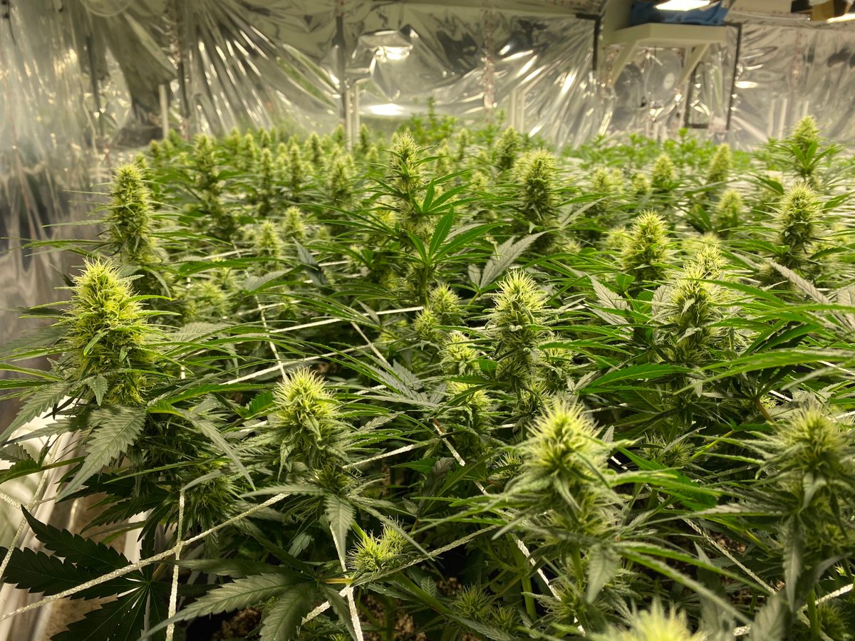 PureRootsB's tweet photo. Know your roots. 🌱

Every seed. Every harvest. Every step stays in-house, from seed to sale.

Here's a look behind the scenes at our latest harvest and the care that goes into every Pure Roots product.

#PureRootsBotanicals #KnowYourRoots #GetRooted #FromTheRoot https://t.co/ryoWPMfyna