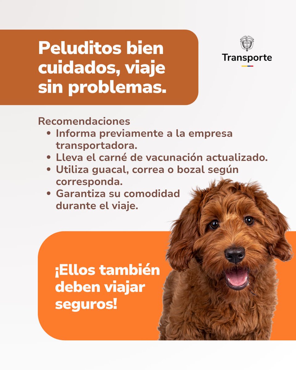 MinTransporteCo's tweet photo. 🐶 Peluditos bien cuidados, viaje sin problemas.
Si planeas viajar con tu mascota durante este fin de semana, asegúrate de cumplir las recomendaciones para garantizar su bienestar y un viaje sin contratiempos. https://t.co/1YqWxFE9Dy