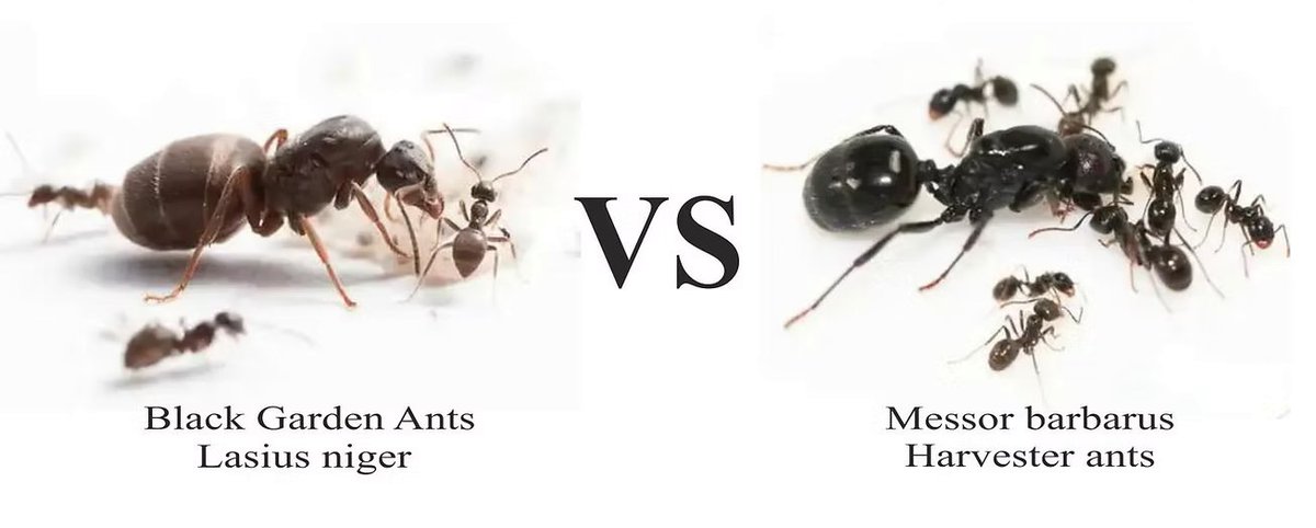 BestAntsUK1's tweet photo. Summer's here and everyone's indoors anyway. Which colony are you starting?
Poll: Black Garden | Harvester | Yellow Meadow | Red Fire
Live UK queen colonies, handmade nests, shipped mainland UK.
https://t.co/XKGpSWUM8Z
#antfarm #antkeeping #queenant #formicarium #bestantsuk https://t.co/NFMmTIQz5A