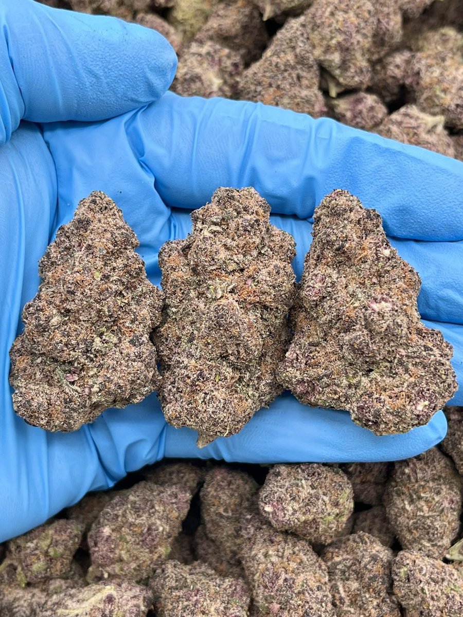 dojadealer2's tweet photo. Blue Zushi Zkittlez x Kush Mints premium indoor zaza exotic weed strains Candy za
Weed plug bulk Distro in Los Angeles Cali
Kush cannabis flower Iran trump Runtz la #weedtwt #exotics #weedgirl #weedfam
#NYC #California #Houston #Miami #GalaxyAI  #weedman #Weedplug #Bulk https://t.co/5w9tFulVrM