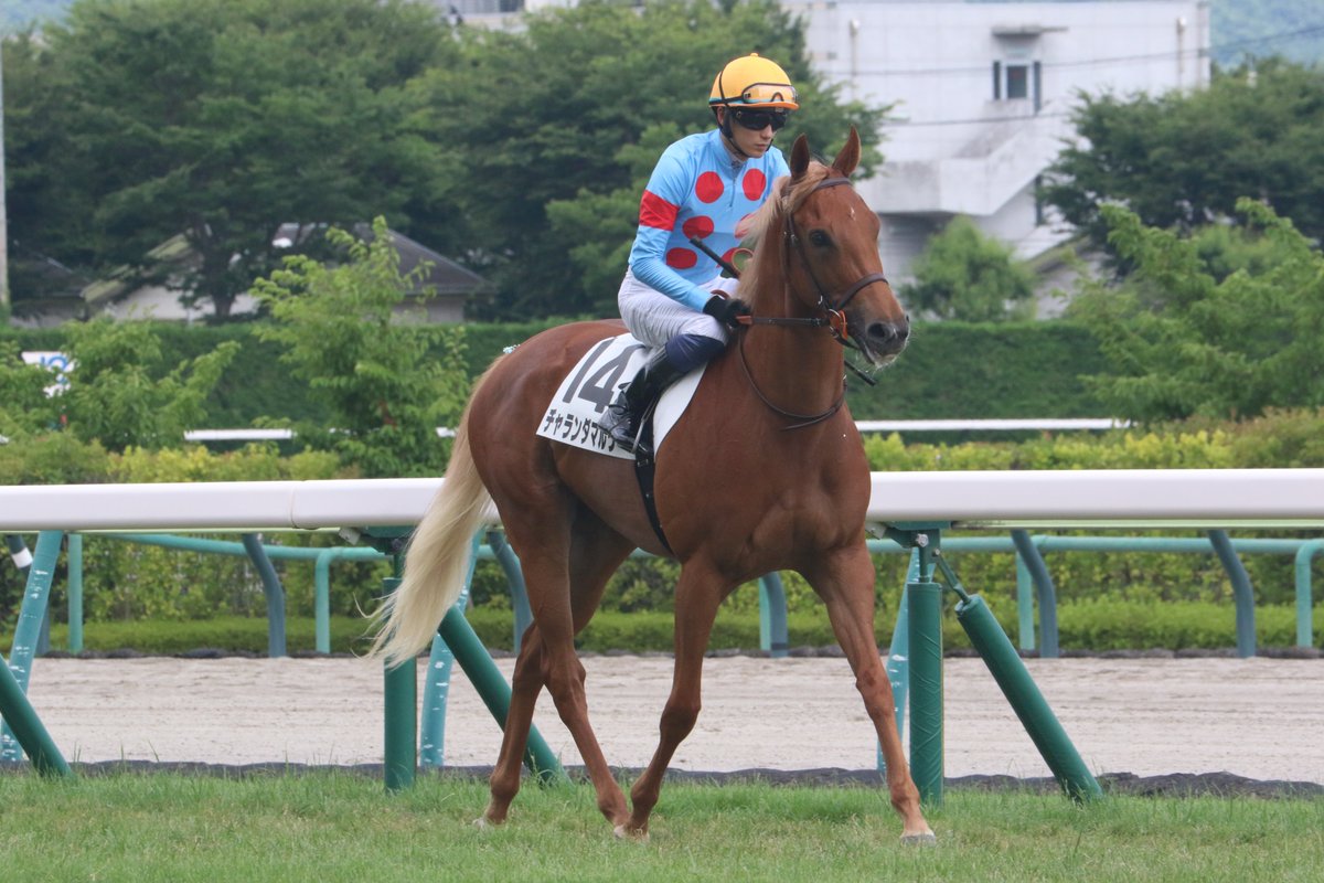 shiro216's tweet photo. 2026.7.19 FUKISHIMA RACE COURSEにて♪

6R メイクデビュー福島(2歳新馬戦 芝1200m)を勝利した、チャランダマルツ
(牝2 父サートゥルナーリア 上原佑紀きゅう舎)(坂井瑠)
勝ちタイム 1:10.5
天候:晴 芝:良
(1番人気/16頭立て) https://t.co/G5Zf2ZSwur