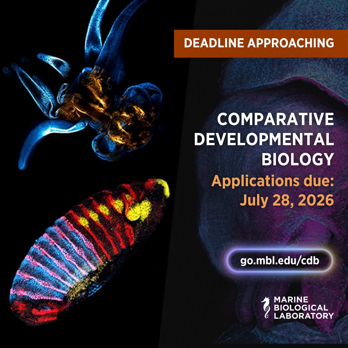 Marine Biological Laboratory (MBL) tweet media