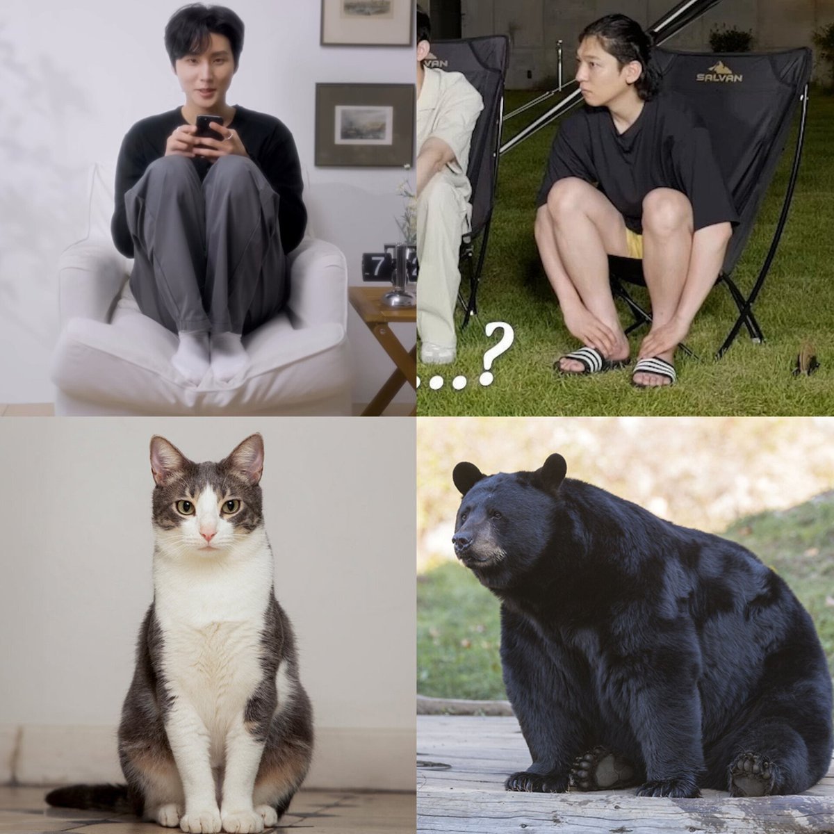 purpleline000's tweet photo. Cat behaviour                      Bear behaviour https://t.co/9Z5CobmErU