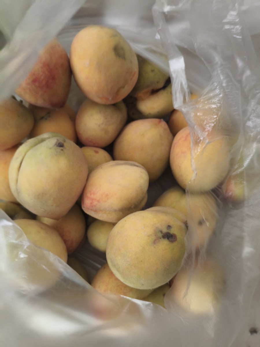 Bhupi0154's tweet photo. Neighborly win! Shared my extra homemade peach pie with Mrs. Li next door—she brought over a jar of her pickled cucumbers later. Small joys make a warm home. https://t.co/qZuEiG8oNJ