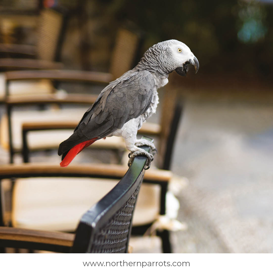 NorthernParrots's tweet photo. Post pictures of your Parrot on a chair. Let's see some fun photos! #postapic https://t.co/qMuLqdD0Hy