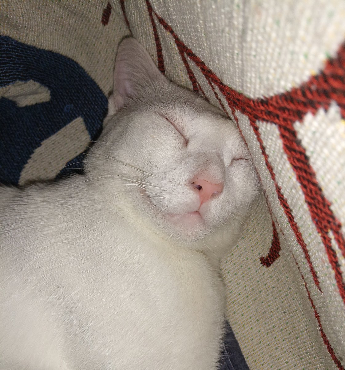 susahttrash's tweet photo. why he sleep like this https://t.co/rz6b10OyWH