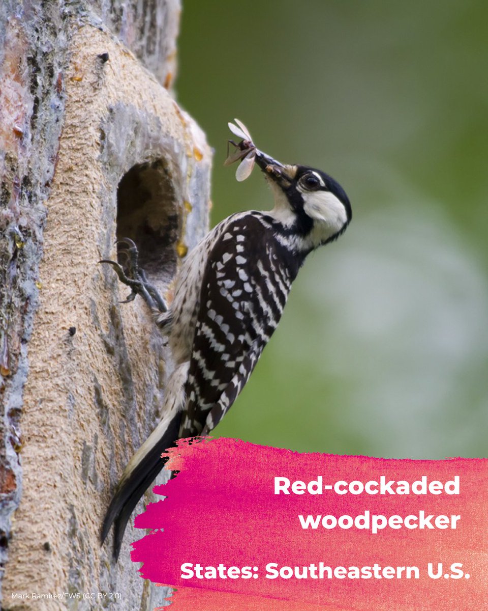 Defenders's tweet photo. The red-cockaded woodpecker!

(10/11) https://t.co/wg2cMHsnLt