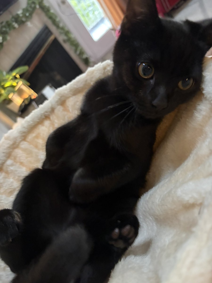 inaritomi's tweet photo. @Minifarmthena bc she is a black cat and black cats r sinister https://t.co/FSqyxUd4tC
