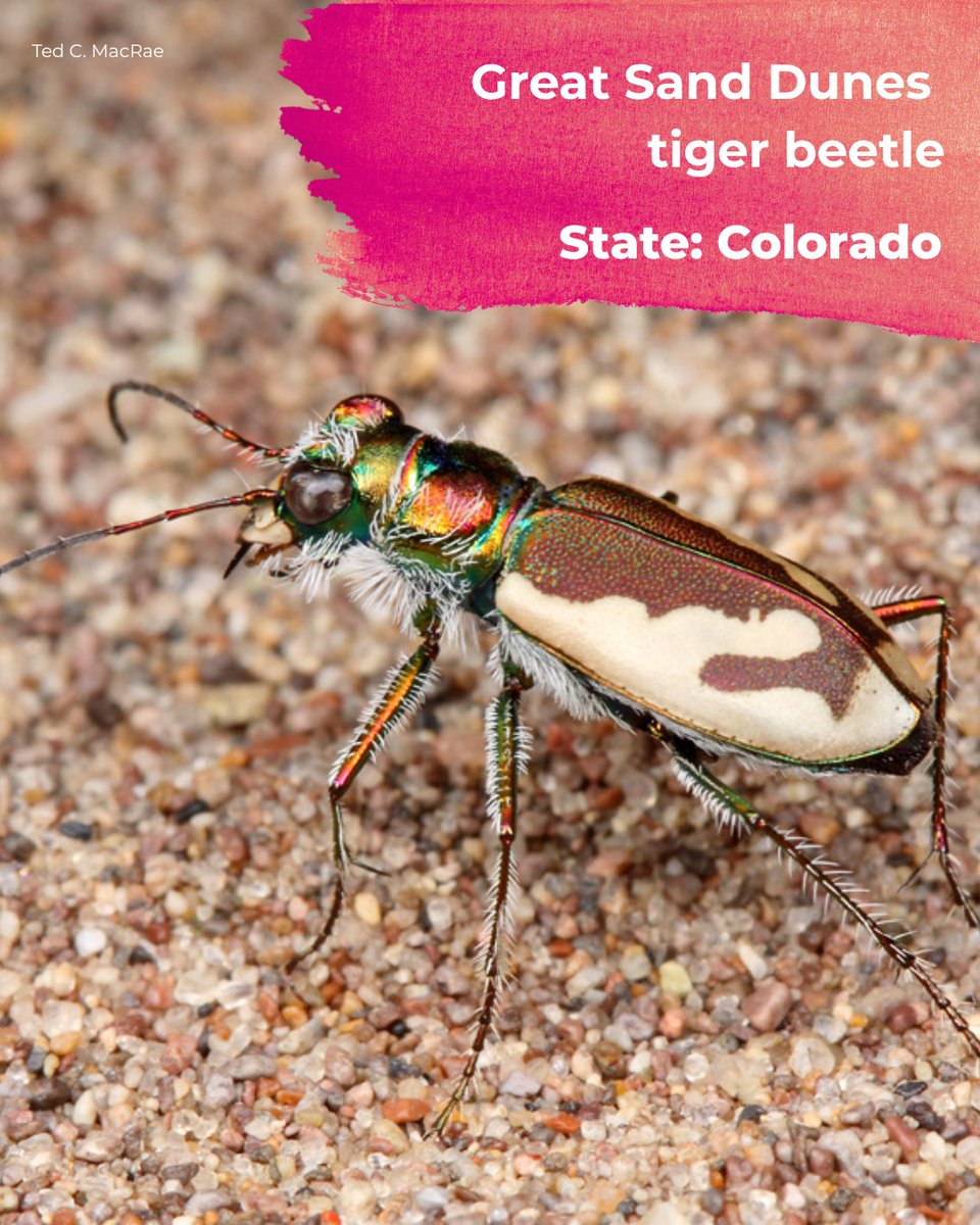 Defenders's tweet photo. The Great Sand Dunes tiger beetle!

(9/11) https://t.co/epC1mnImAD