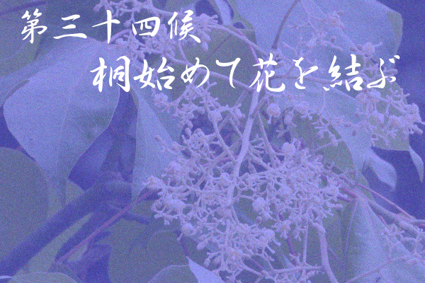 k_koyomi's tweet photo. #桐始めて花を結ぶ (きりはじめて はなをむすぶ)
7/23～7/27は七十二候 の34候、二十四節気 #大暑の初候
桐の花は初夏に咲くもの。ここで云う桐の花は、桐によく似た見た目の青桐(梧桐)の花ののことです。

#七十二候 https://t.co/M2rGxyIgss
#二十四節気 https://t.co/FvuRiRQgMe
#こよみのページ https://t.co/SkRtdErq6M