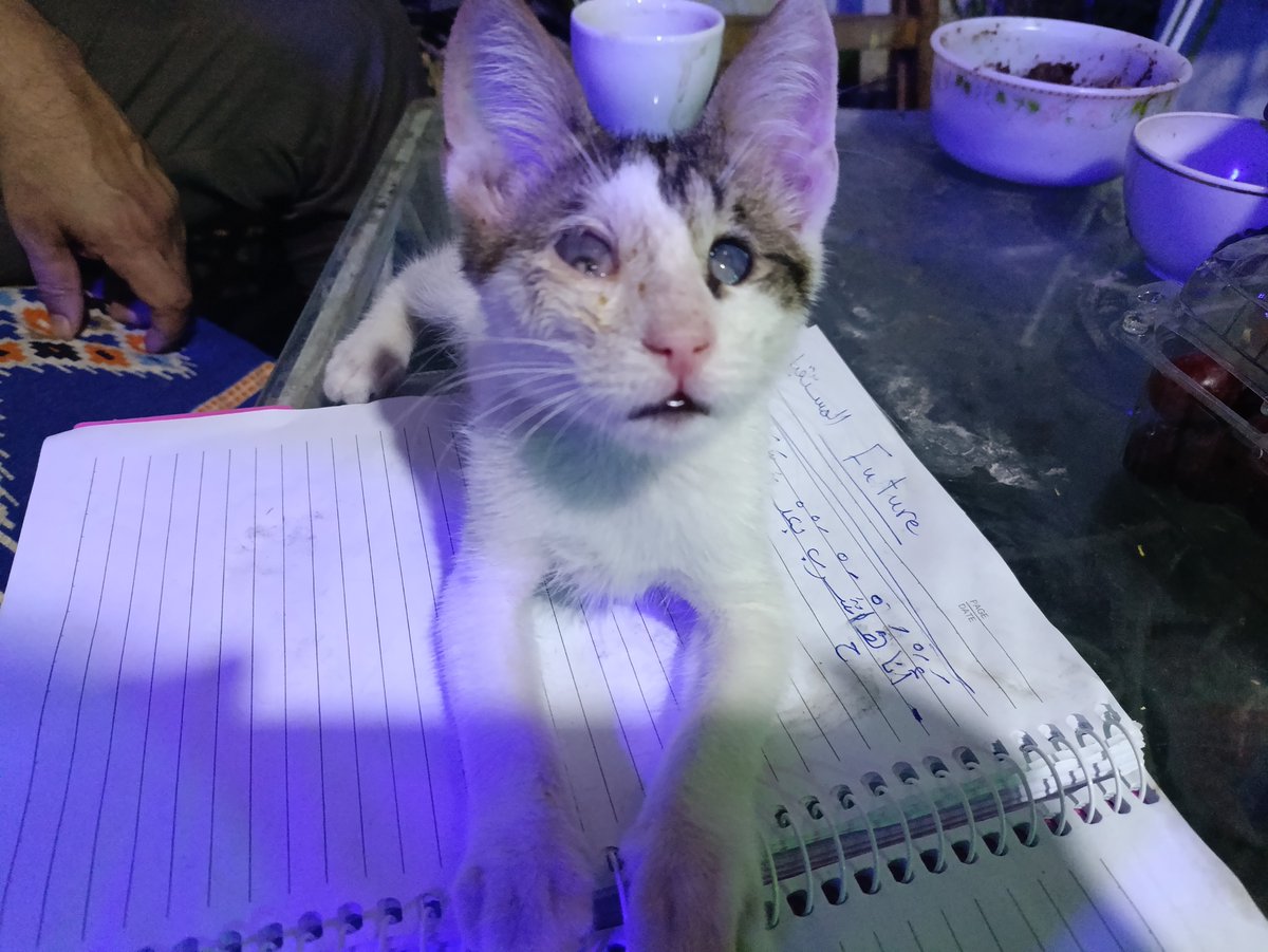 filiopk's tweet photo. Shams, our blind kitten also happens to be my Arabic teacher! 😻 https://t.co/WTn2sxpqRg