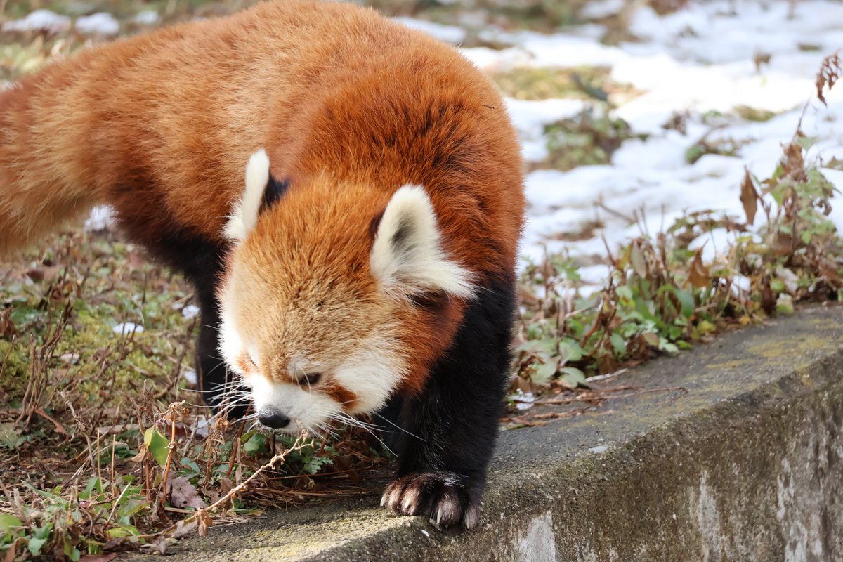 kayakaze's tweet photo. パトロール
1/26
#安佐動物公園　#レッサーパンダ https://t.co/eqT0zAvtOB