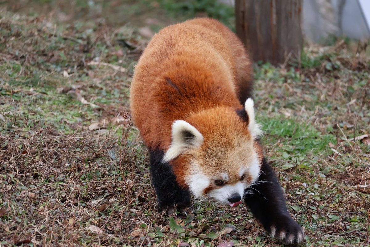 kayakaze's tweet photo. パトロール
1/26
#安佐動物公園　#レッサーパンダ https://t.co/eqT0zAvtOB