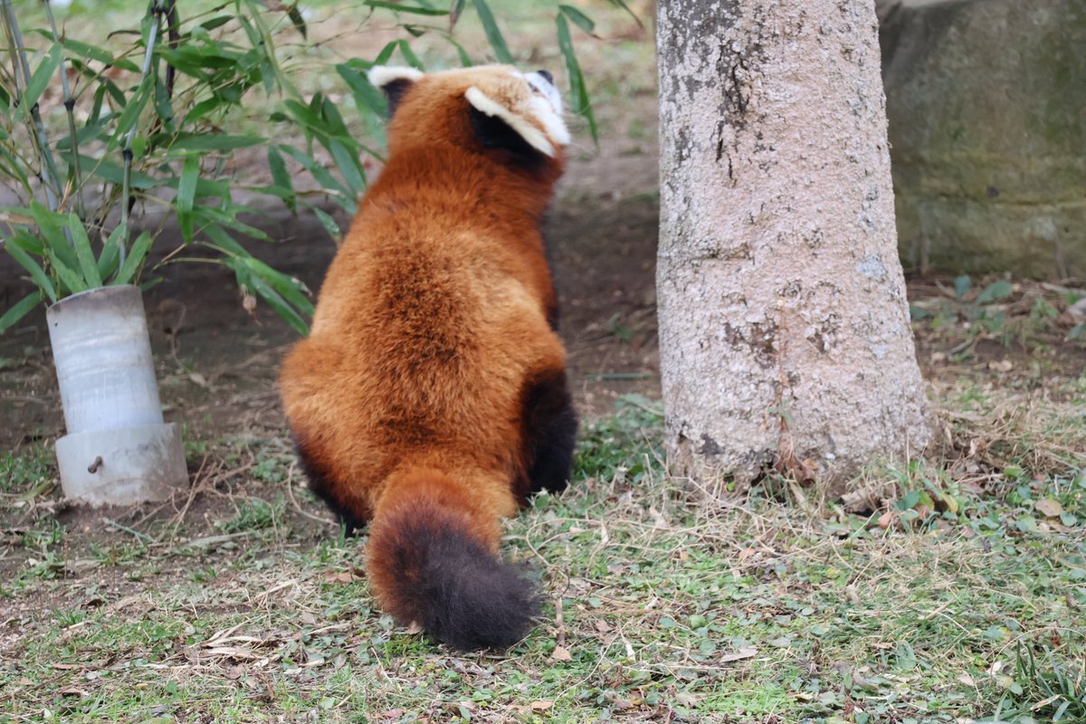 kayakaze's tweet photo. パトロール
1/26
#安佐動物公園　#レッサーパンダ https://t.co/eqT0zAvtOB