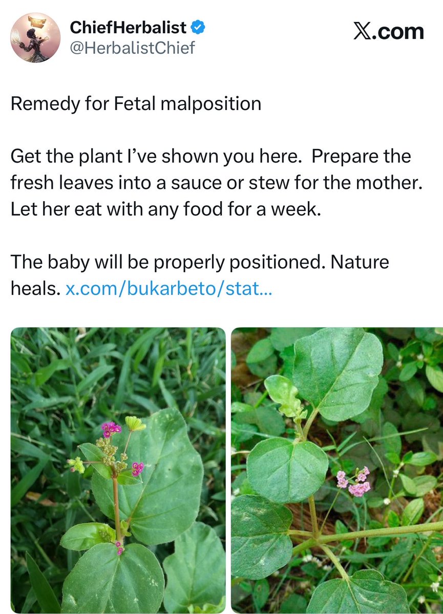HerbalistChief's tweet photo. Fetus in the womb went back to normal position upon using the remedy for fetal malposition shared  on my timeline. 

Nature heals. https://t.co/dpsZhSJkoQ