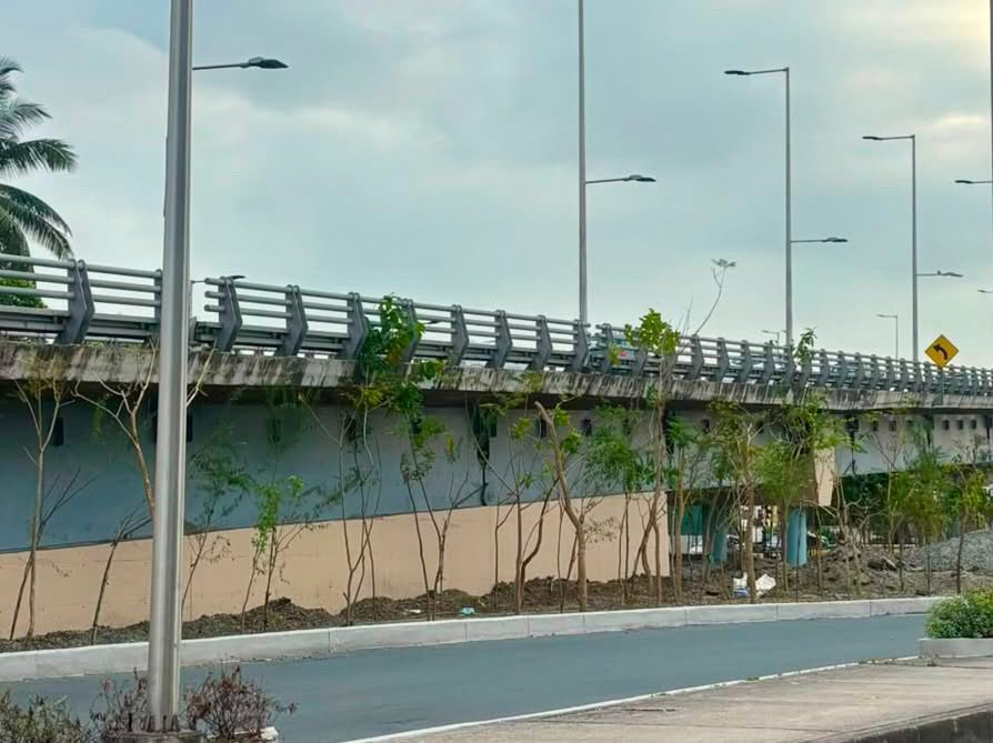 samboalerta's tweet photo. El Municipio de Samborondón sembró árboles debajo y a los costados del puente que conecta Sauces con Sambo... ¿Es una intervención adecuada desde el punto de vista ambiental y de infraestructura? https://t.co/wIdKOdHt2M