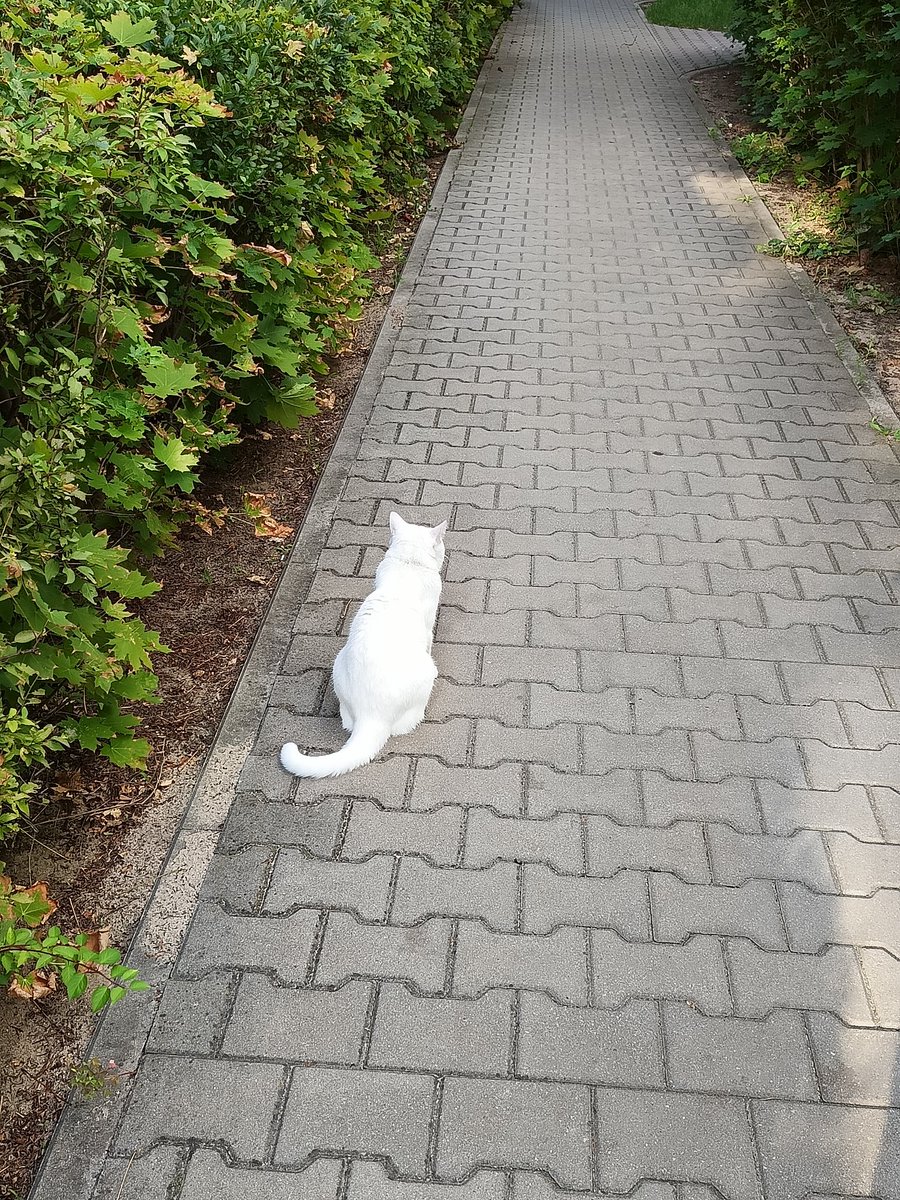 707singular's tweet photo. pani sliczna kotka z osiedla, ktora dala nam sie wyglaskac, zrobila meow meow a jak spytalem czy mg poglaskac brzuszek to delikatnie odtracila reke jak prawdziwa dama https://t.co/FSPLBlDS2u