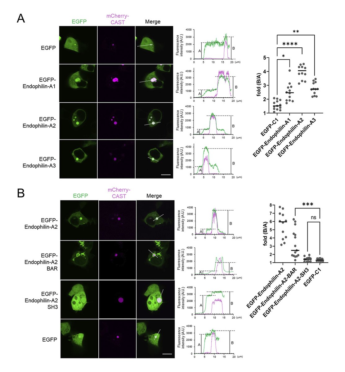 JCellBiol's tweet photo. Mori, Ohtsuka et al. @yamanashi_univ demonstrate that the presynaptic active zone proteins CAST and ELKS directly interact with endophilin-A to maintain the functional synaptic vesicle pool, redefining their roles beyond structural organization. https://t.co/XygST44k2n https://t.co/GzCYd5NxnV