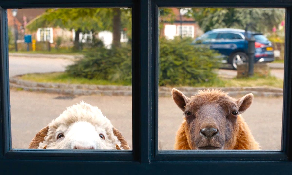 halifaxbloggers's tweet photo. The substantial joy of The Sheep Detectives is the unravelling of the murder mystery and the light comedy around the sheep as they discover uncomfortable truths about life. Carsten's review:
https://t.co/aPTIaN7JgW
#moviereview #streamingreviews @FlawInTheIris https://t.co/SPZP3UQvX5