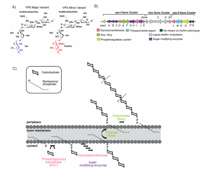 ASMicrobiology's tweet photo. Biofilm formation is an integral part of Vibrio cholerae’s infection cycle. In #mBio, researchers define the sequential enzymatic steps of exopolysaccharide Vibrio polysaccharide (VPS), a key step in biofilm formation. Read the article: https://t.co/8agHE98TPd https://t.co/esUt7RLg5N