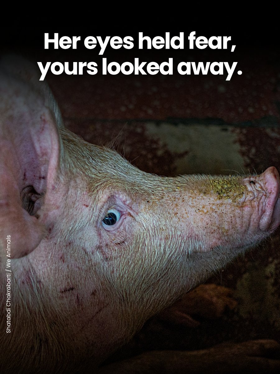 teamveganfta's tweet photo. Please don't look away. 💔 Their lives depend on our willingness to face the truth and make different choices. 🥺🌱

📸 shatabdi_chakrabarti (IG) | @WeAnimals 

#veganshare #saveanimals #veganfta https://t.co/by7NA5elzf