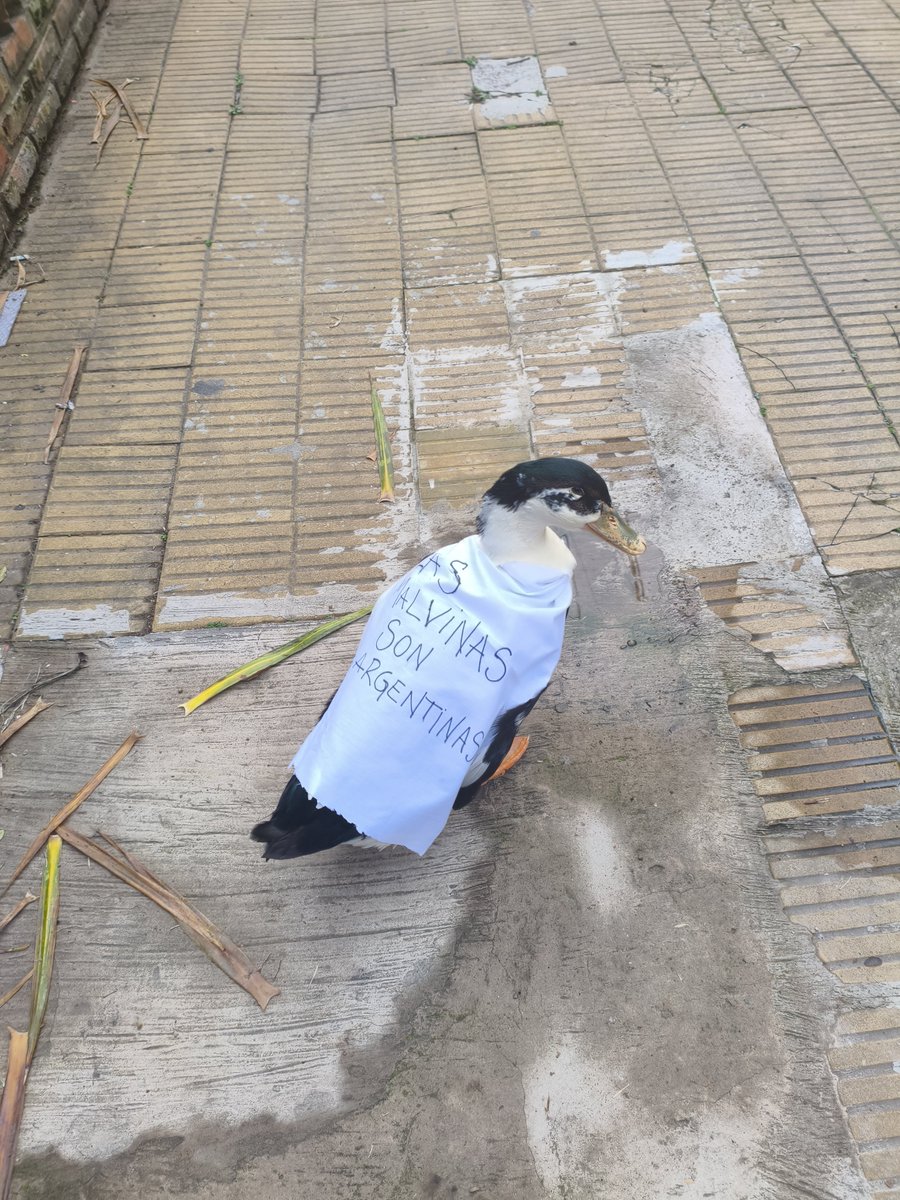 ltorrestoranzo's tweet photo. Argentina es unico, te cruzás con estás cosas. Las Malvinas son nuestras. Qué la chupen todos los que quieren instalar odio sobre el mejor país del mundo. https://t.co/IGDyD4ZihT