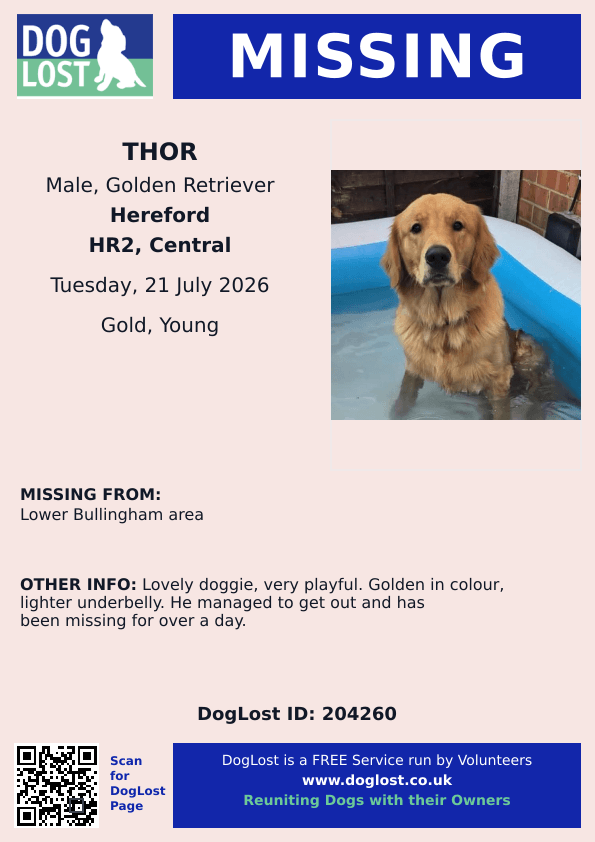 millypod1's tweet photo. 🆘21 JULY 2026 #Lost Thor #ScanMe
YOUNG Golden Retriever Male #PUPPY
Lower Bullingham area #Hereford #Herefordshire #HR2
https://t.co/aF3l712B6P https://t.co/JBH0RkwJX7