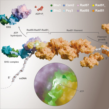 MolecularCell's tweet photo. Online Now: Yeast Rad55–Rad57–SHU paralog complex dynamically promotes Rad51 filament formation https://t.co/0qpxN4Hs5c https://t.co/KUvVtu60GE