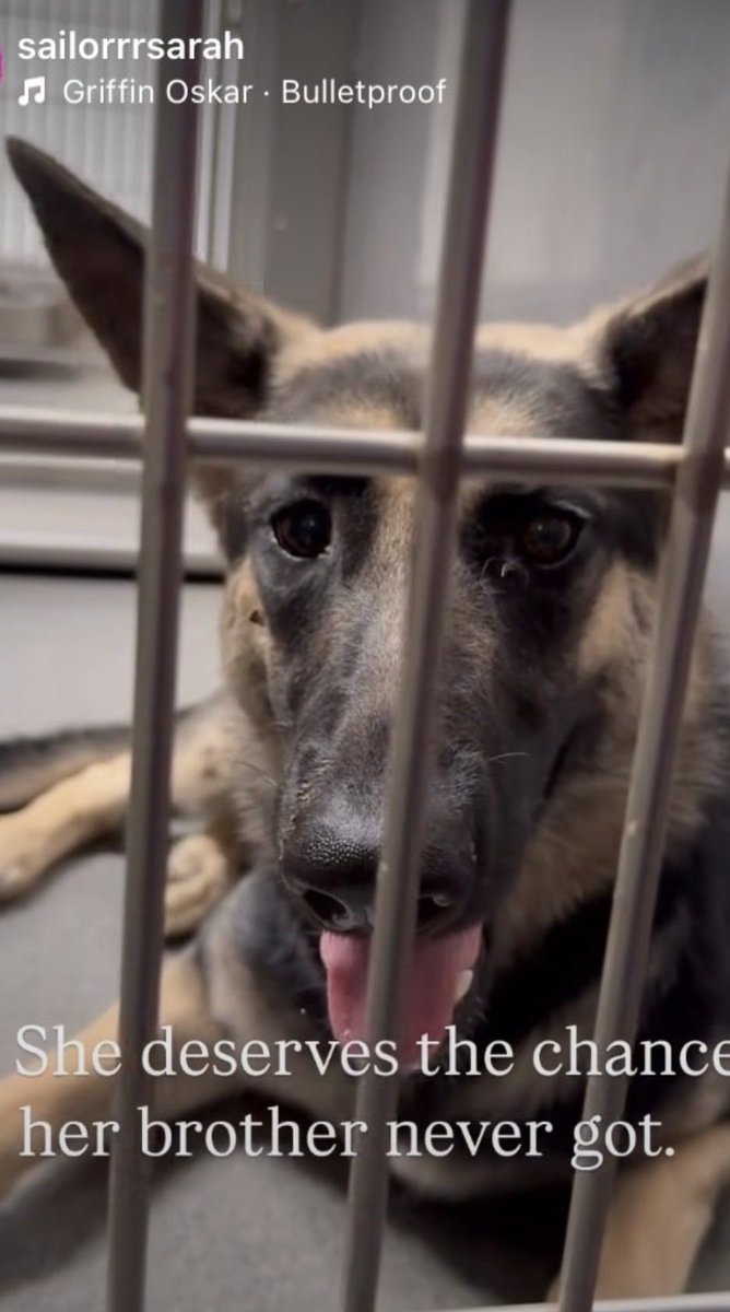 LilaFlw's tweet photo. Remember the puppy whose tongue was STABBED THRU BY CATCHPOLE and then they KlLLED him?💔

This is his sister Kaia who is TBK yesterday. 

Please don’t let her die too!
🙏🏽

all info👇 https://t.co/lnFo9eAtqN
